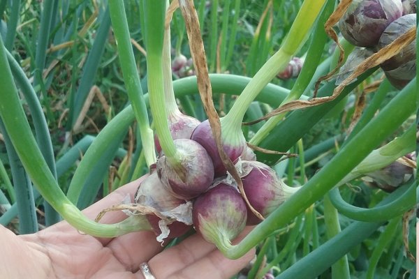 Кракен тор krakens13 at