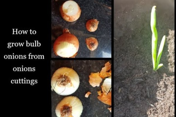 Сайт кракена актуальный